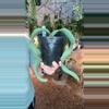 plant/PL552: Welwitschia Mirabilis-0-thumbnail