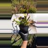 plant/#44 sarracenia mystery but short (short king )-0-thumbnail