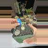 plant/6 jatropha cathartics-0-thumbnail