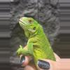 plant/Lesser Antillean Iguana male-0-thumbnail
