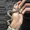 plant/Brown Baron’s Racer male-2-thumbnail