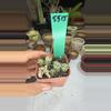 plant/5515 anacampseros baeseckeii-0-thumbnail