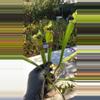 plant/#112 sarracenia hybrid-0-thumbnail