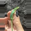 plant/Emerald Grass Lizard PAIR-0-thumbnail