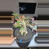 plant/20 adenium obesum-0-thumbnail