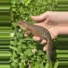 plant/Gidgee Skink unsexed-0-thumbnail