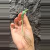 plant/Emerald Grass Lizard PAIR-1-thumbnail