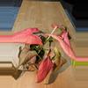 plant/pink perfection syngonium-0-thumbnail