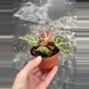 plant/Begonia Rajah 4” pot growers choice-2-thumbnail