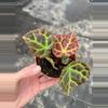 plant/Begonia Rajah 4” pot growers choice-4-thumbnail