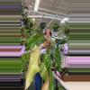 plant/philodendron orange marmalade 10”-0-thumbnail