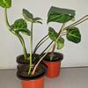 plant/gloriosum starts-0-thumbnail