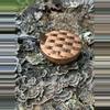 plant/Small Copper Piece-0-thumbnail