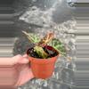 plant/Begonia Rajah 4” pot growers choice-0-thumbnail