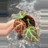 plant/Begonia Rajah 4” pot growers choice-1-thumbnail