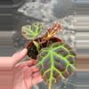 plant/Begonia Rajah 4” pot growers choice-5-thumbnail