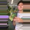 plant/philodendron micans variegated 1506-0-thumbnail