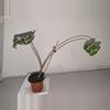 plant/rehab hilo-0-thumbnail