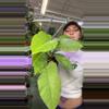 plant/philodendron jungle fever 0558-0-thumbnail