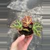 plant/Begonia Rajah 4” pot growers choice-3-thumbnail