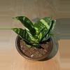 plant/baby snake-0-thumbnail