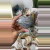 plant/Ocean Jasper heart $48-0-thumbnail