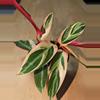 plant/pink trio star-0-thumbnail