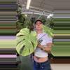 plant/monstera platinum-0-thumbnail