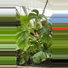 plant/PS-6711 Monstera deliciosa var. borsigiana albo-variegata-0-thumbnail