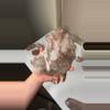 plant/Scarlet temple pink Lemurian-0-thumbnail