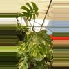plant/PS-6719 Monstera deliciosa var. borsigiana albo-variegata-0-thumbnail