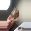 plant/AAA smoky elestial-0-thumbnail