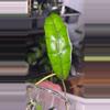 plant/Aceh noid-1-thumbnail