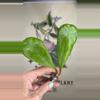 plant/464 Hoya RB ‘Dick’ cutting-0-thumbnail