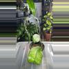plant/Aceh noid-0-thumbnail