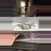 plant/Fossil Crab-0-thumbnail