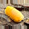 plant/5ct Cubaris sp “Blonde Rubber Ducky”-0-thumbnail