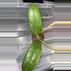 plant/Hoya sp. Tanggamus-0-thumbnail
