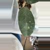 plant/Hoya tanggamus-2-thumbnail