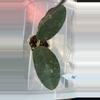 plant/Hoya tanggamus-0-thumbnail
