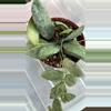 plant/Hoya sigillatis 'Silver'-1-thumbnail