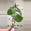 plant/467 Hoya bicolor cutting-0-thumbnail