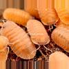 plant/10ct Cubaris sp. “Salmon Martinique”-0-thumbnail
