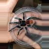 plant/Thrixopelma cyaneolum 'Red' .75”-0-thumbnail