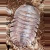 plant/10ct Cubaris sp. “Soil”-0-thumbnail