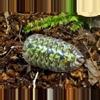 plant/10ct Troglodillo sp. Green Spot-0-thumbnail