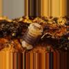plant/10ct Cubaris sp. Snow Bee-0-thumbnail