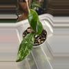 plant/Hoya AH-074 (also known as 'Silver Moon')-0-thumbnail