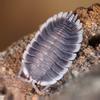 plant/10ct Porcellio sp. "Werneri"-0-thumbnail