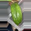 plant/Hoya sp. Tanggamus-1-thumbnail